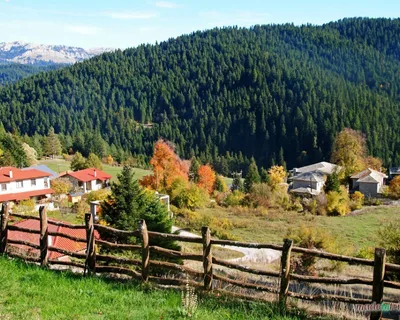 pertouli (1)