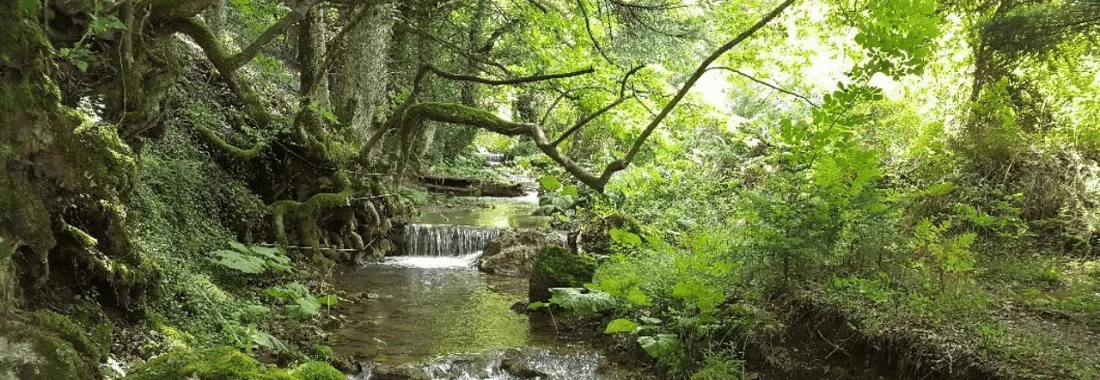Πάρκο Αναψυχής Παύλιανης Πυκνό ελατόδασος και φυσικό τοπίο στο Πάρκο Αναψυχής Παύλιανης