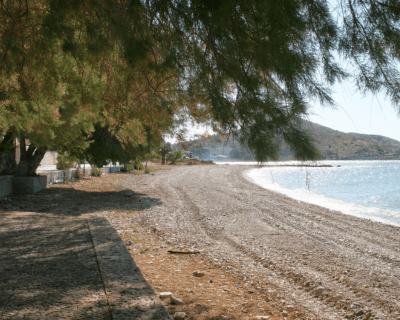 paralia varea (2)